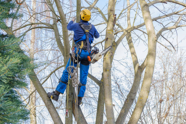 Best Commercial Tree Services  in Star, NC