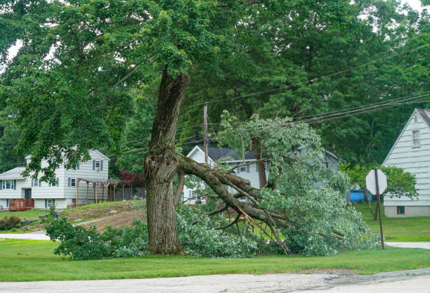 Best Hazardous Tree Removal  in Star, NC